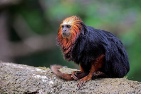 Golden-headed lion tamarin