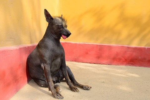 Peruvian naked dog