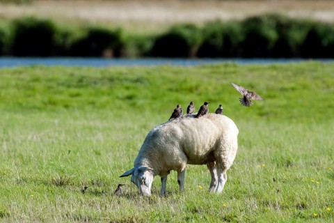 Domestic sheep