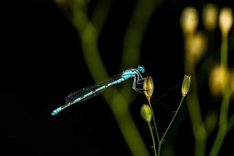 Common blue damselfly