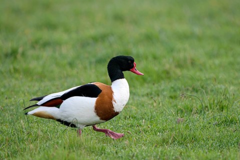 Common shelduck