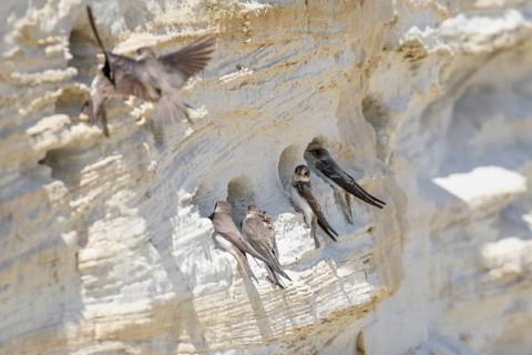 Sand Martin