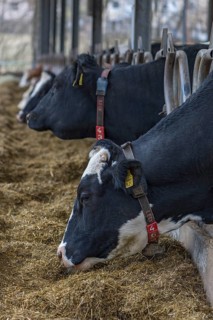 Holstein cows at the feeding fence in an open cowshed