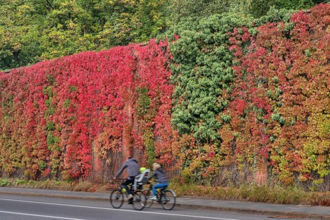 High wall overgrown with wild vine