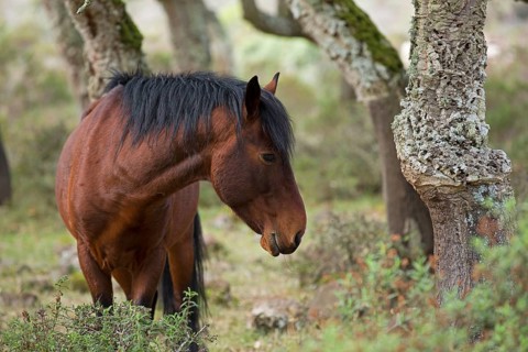 Giara horse