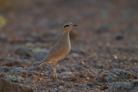 Racing bird