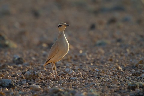 Racing bird