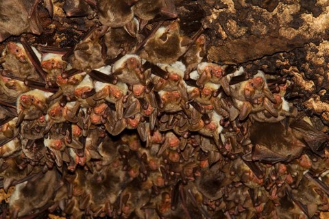 Punic mouse-eared bat