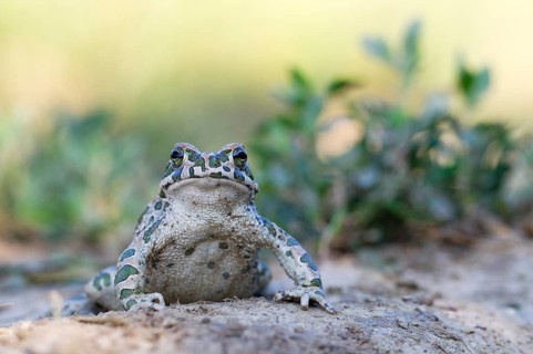 European green toad