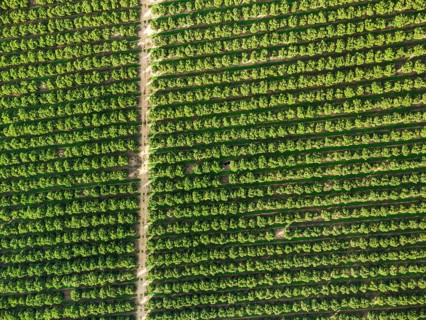 Aerial view of orange grove creating great texture
