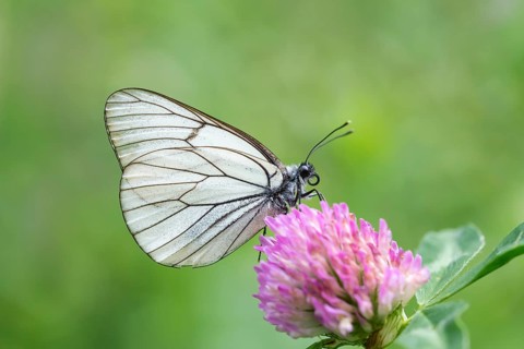 Black-veined white