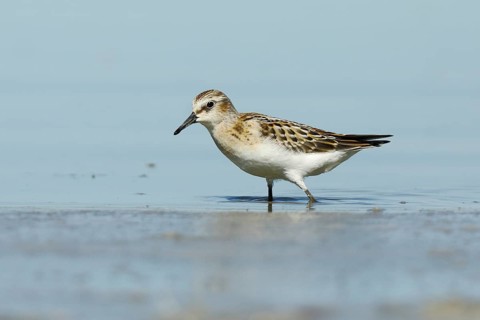 Little stint
