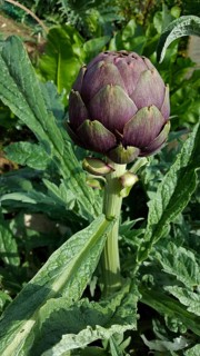 Close-up of artichoke