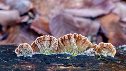 Trametes versicolor