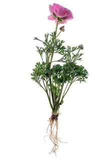 Ranunculus