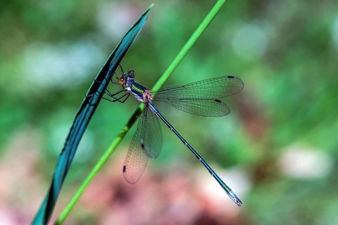 Emerald Damselfly