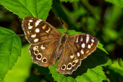 Speckled wood