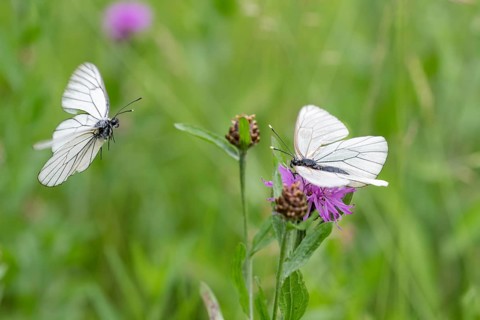 Black-veined white