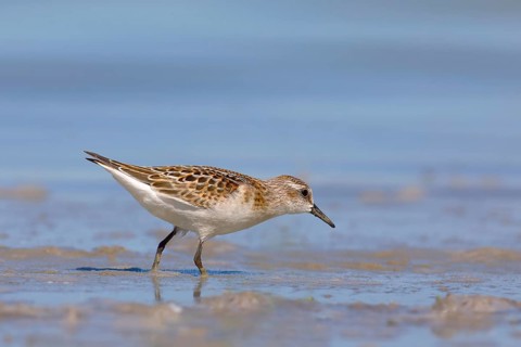 Little stint