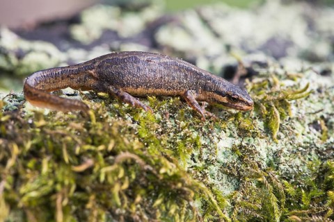 Common newt