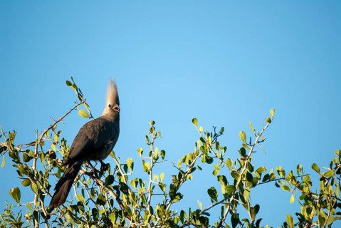 Grey Go-away-bird