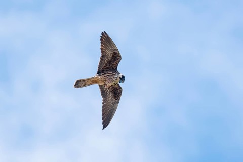 Eleonora's falcon
