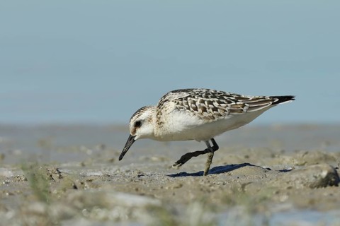 Sanderling