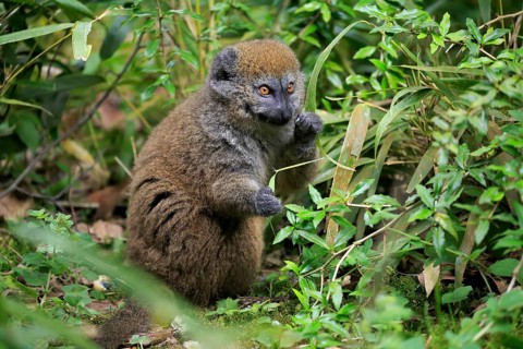 Lac Alaotra bamboo lemur