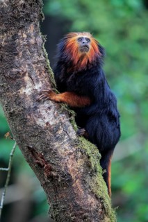 Golden-headed lion tamarin