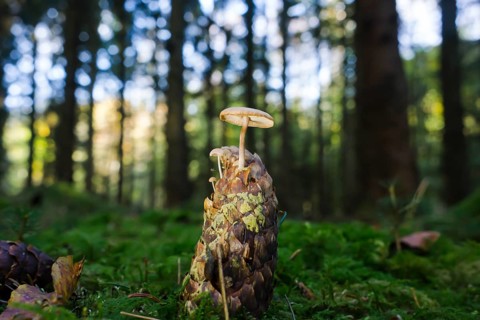 Strobilurus esculentus