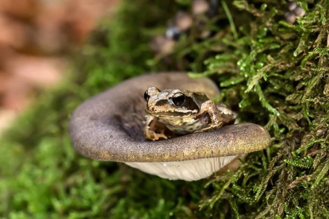 Late oyster