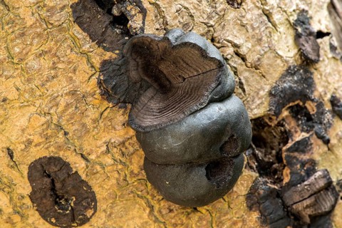 Charcoal ball fungus