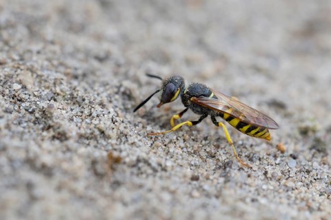 European beewolf