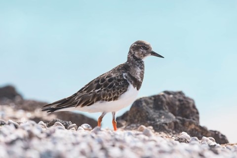Ruddy turnstone