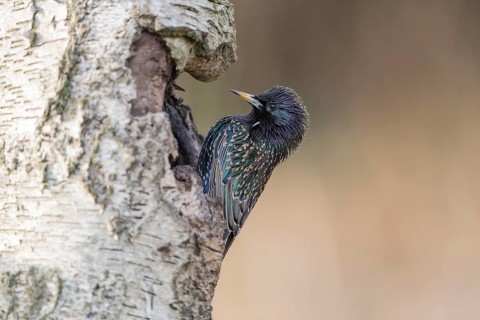 European Starling