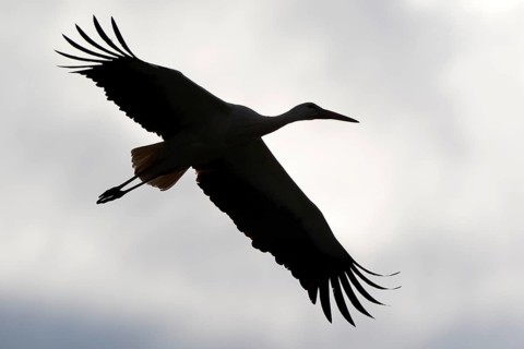 White stork