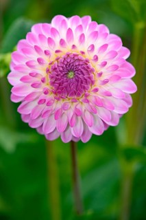 Decorative dahlia