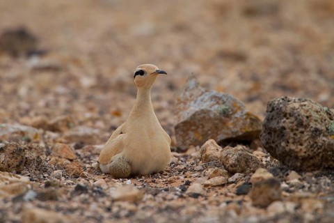 Racing bird