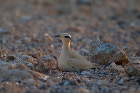Racing bird
