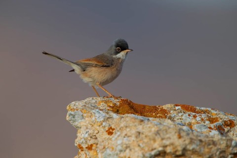 Spectacled warbler