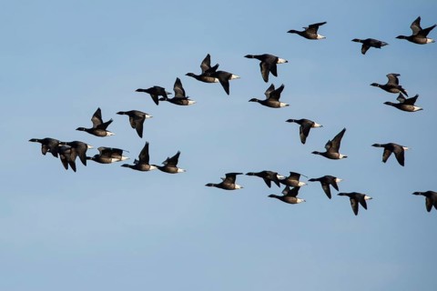 Brent Geese