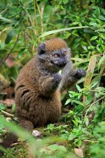 Lac Alaotra bamboo lemur
