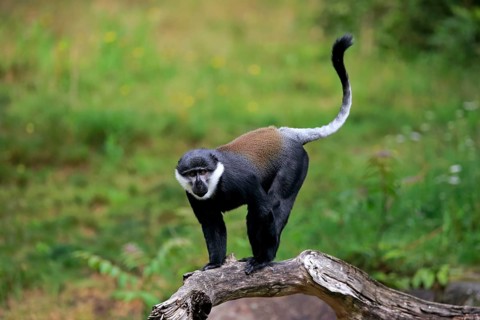 L'Hoest's monkey