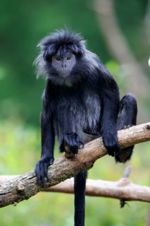 Javan lutung