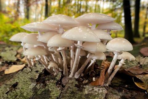 Porcelain fungus