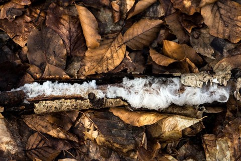 Hair ice