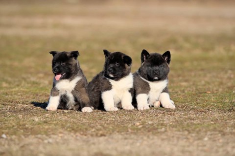 American Akita puppies