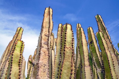 Canary Island spurge