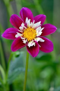 Dahlia
