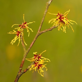 Flowering witch hazel